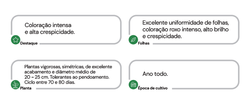 ALFACE CRESPA ROXA RUBIA HORTICERES 5000 SEMENTES