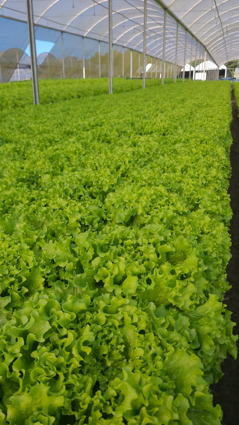 Alface Crespa Bs Ac0155 7500 Sementes Peletizadas Blueseeds