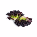 ALFACE SALANOVA ROXA LISA BARLACH RIJK ZWAAN 1000 SEMENTES