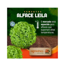 ALFACE CRESPA BRS LEILA AGROCINCO/EMBRAPA 25000 SEMENTES