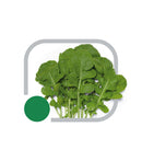 SEMENTES RUCULA FOLHA LARGA HORTICERES 500G