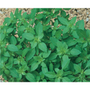 SEMENTES MANJERICAO FOLHA FINA HORTICERES 50G