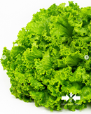 ALFACE CRESPA DANIELE EAST WEST SEED 3000 SEMENTES