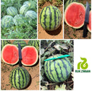 MELANCIA TIGRINHO 1F TIGER BABY RIJK ZWAAN 1000 SEMENTES