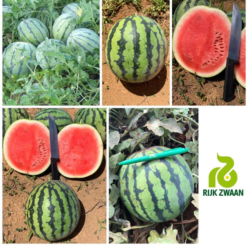 MELANCIA TIGRINHO 1F TIGER BABY RIJK ZWAAN 1000 SEMENTES