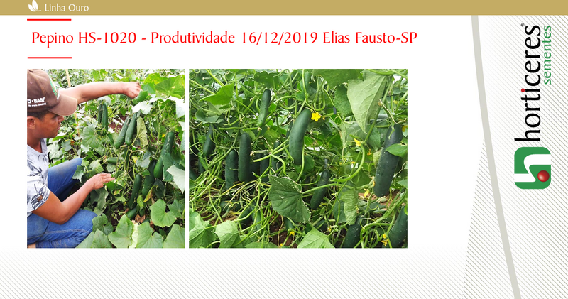 PEPINO HIBRIDO HS1020 HORTICERES 3000 SEMENTES