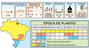 SEMENTES ABÓBORA MINI PAULISTA 100G
