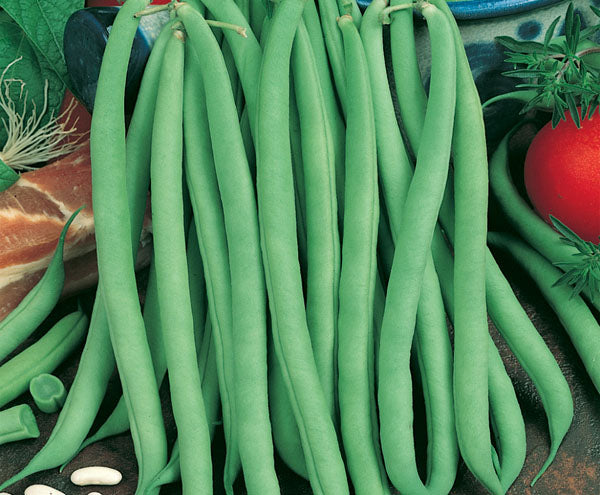 SEMENTES FEIJAO VAGEM MACARRAO TREPADOR TOPSEED 1KG