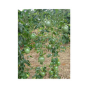 MARACUJA HIBRIDO SOL DO CERRADO AGROCINCO/EMBRAPA 500 SEMENTES