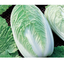 SEMENTES COUVE HÍBRIDA CHINESA KINJITSU F1 TOPSEED PREMIUM 10G