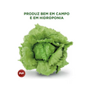 ALFACE AMERICANA ANGELINA SAKATA 25000 SEMENTES