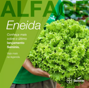 ALFACE CRESPA ENEIDA SEMINIS 25000 SEMENTES