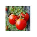 SEMENTES TOMATE SANTA CRUZ KADA GIGANTE FELTRIN 50G
