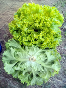 ALFACE CRESPA BS AC0068 BLUESEEDS 25000 SEMENTES