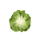 ALFACE LISA SALANOVA EULER RIJK ZWAAN 1000 SEMENTES