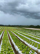 MULCHSTAKE ESTACA P/ FIXAÇÃO MULCHING 1250UN