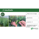 SEMENTES CEBOLINHA HIBRIDA NAGOYA HORTICERES 100G
