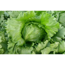 ALFACE AMERICANA LAUREL TOPSEED 250000 SEMENTES