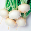 SEMENTES NABO HIBRIDO TAIBYO HIRAKI TAKII SEED 10G