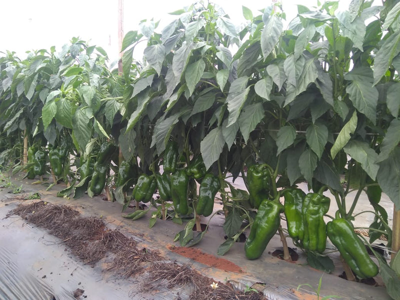 PIMENTAO HIBRIDO TOPAZ AGROCINCO EMBRAPA 500 SEMENTES