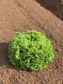 Alface Crespa Grazina Bejo 25000 Sementes