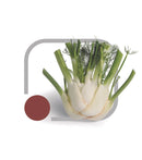 FUNCHO HÍBRIDO TAURO ERVA DOCE HORTICERES 5000 SEMENTES