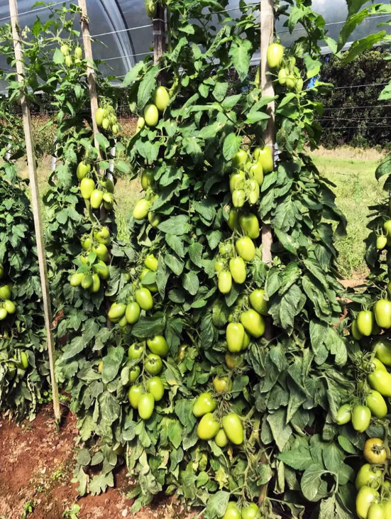 TOMATE HÍBRIDO PLUTÃO BLUESEEDS 1000 SEMENTES