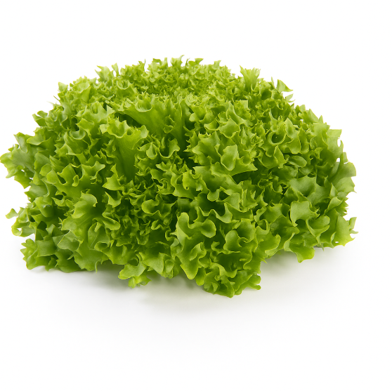 ALFACE CROCRANTE LALIQUE RIJK ZWAAN 1000 SEMENTES