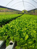 SEMENTES RUCULA FOLHA LARGA AGROCINCO 500G