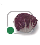 CHICORIA RADICCHIO DI FIORENTINO HORTICERES 1000 SEMENTES