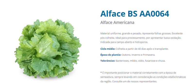 ALFACE AMERICANA BS AA0064 BLUESEEDS 25.000 SEMENTES