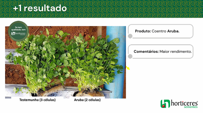 SEMENTES COENTRO PORTUGUES ARUBA HORTICERES 5KG