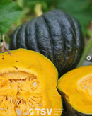 SEMENTES ABOBORA HIBRIDA K2 F1 C/ POLINIZADOR TSV 100G