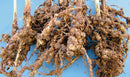 BACILLUS SUBTILIS LICHENIFORMIS  AMYLOLIQUEFACIENS METHYLOTROPHICUS 1L