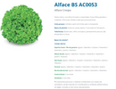 ALFACE CRESPA BS AC0053 BLUESEEDS 25.000 SEMENTES
