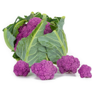 COUVE FLOR 26-972 RIJK ZWAAN 1000 SEMENTES