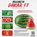 MELANCIA HIBRIDA DAKAR F1 100 SEMENTES AGROCINCO