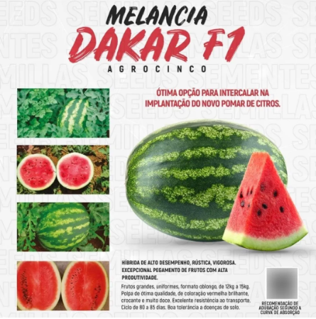 MELANCIA HIBRIDA DAKAR F1 100 SEMENTES AGROCINCO