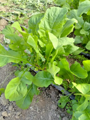 SEMENTES RÚCULA BS RU0080 BLUESEEDS 500G