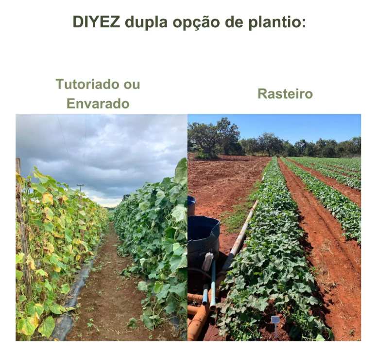 PEPINO CONSERVA HIBRIDO DIYEZ RIJK ZWAAN 1000 SEMENTES