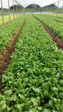 SEMENTES RUCULA FOLHA LARGA AGROCINCO 500G