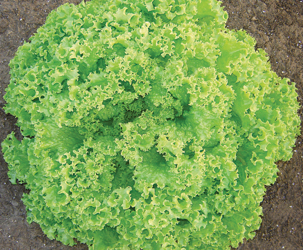 ALFACE CRESPA CAMILA TOPSEED PREMIUM 2000 SEMENTES
