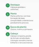 CHICORIA RADICCHIO DI FIORENTINO HORTICERES 1000 SEMENTES