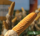 SEMENTES MILHO VERDE HÍBRIDO PAMONHEIRO SILAGEM LAS320 2KG