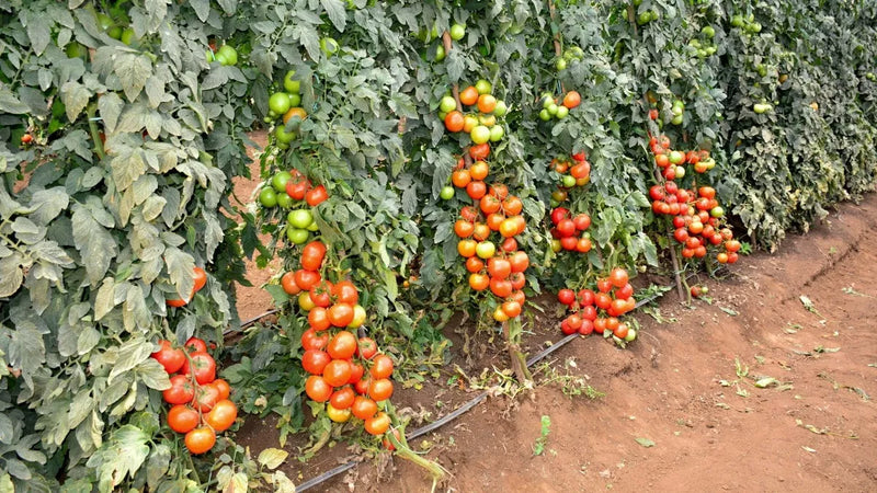 TOMATE HIBRIDO CORONEL SEMINIS 1000 SEMENTES