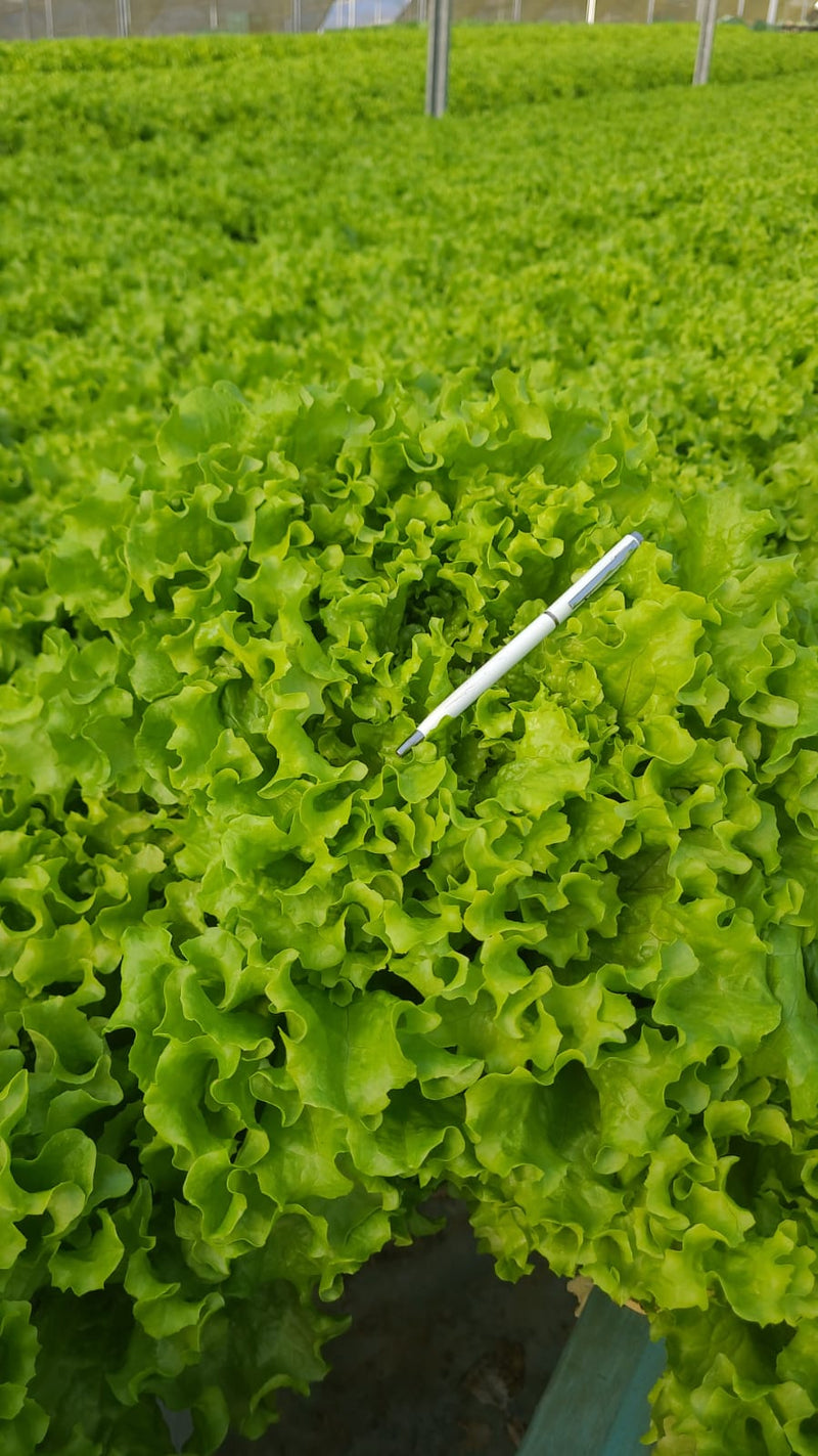 Alface Crespa Bs Ac0155 7500 Sementes Peletizadas Blueseeds