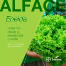 ALFACE CRESPA ENEIDA SEMINIS 5000 SEMENTES