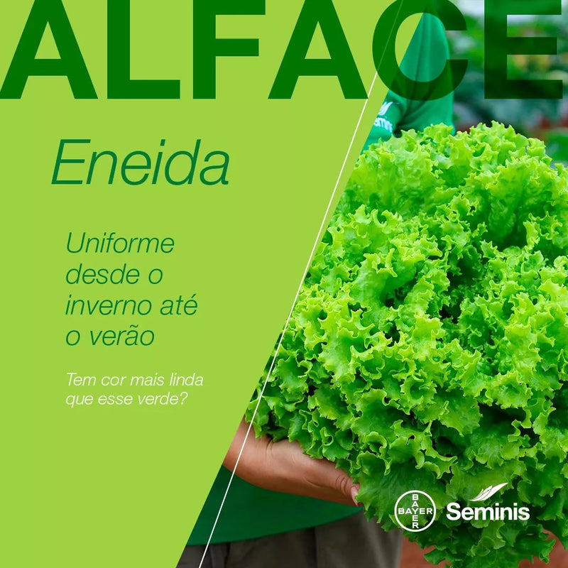 ALFACE CRESPA ENEIDA SEMINIS 5000 SEMENTES