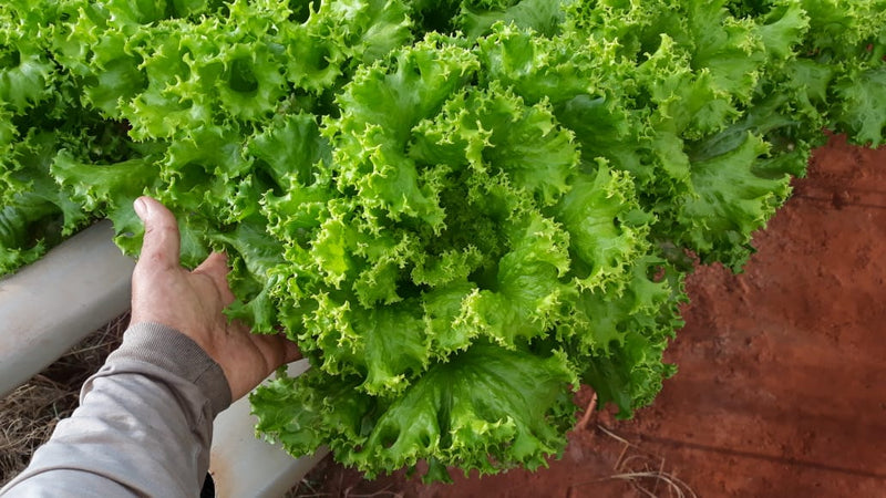 ALFACE CRESPA BS AC0063 BLUESEEDS 7500 SEMENTES