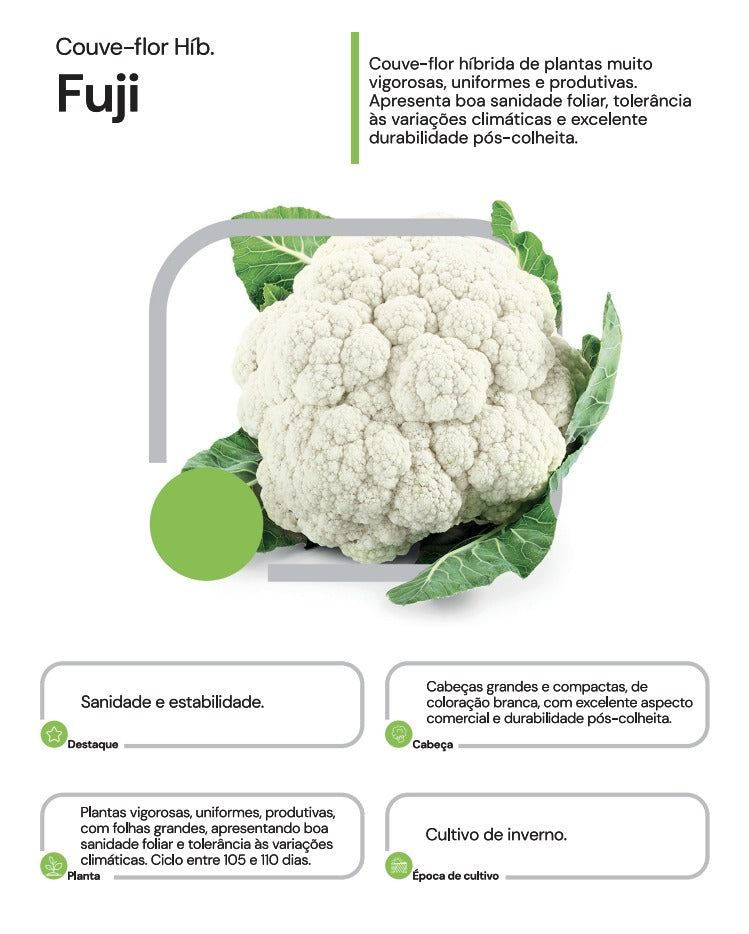 Couve Flor Hibrida Inverno Fuji Horticeres 1000 Sementes